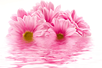 depositphotos_6542086-stock-photo-chrysanthemums-in-the-reflection